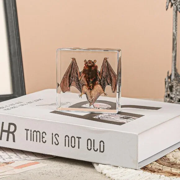 Real Bat Specimens,Taxidermy Bat Specimen in Resin for Science Classroom Science - Picture 2 of 7